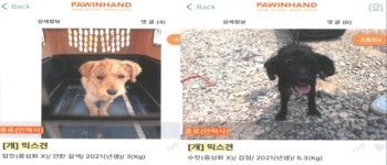 “그곳은 동물 수용소” 학대 논란 무안 보호소 무슨 일 있었나