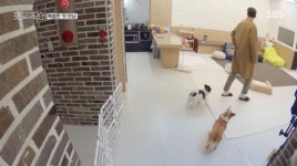 펫미픽미, 의외로 현실적인 연애 예능