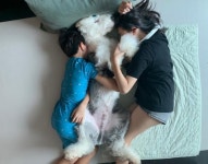 염소예요?... 젖소? 이 댕댕이가 산책 가서 들었던 가장 황당한 말
