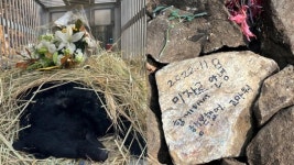 미자르 떠난 곰 보금자리...남은 사육곰 위해 앞마당 선물합니다 [유기동물 구조기]