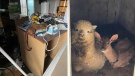 망치로 개 구타해 숨지게 한 야생동물카페, 강력 처벌해주세요