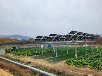 태양광 모듈 밑에서 자란 싱싱한 배추... 기후위기·식량난 두 마리 토끼 잡는다