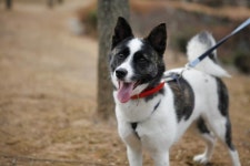 [가족] 할아버지 돌아가시고 홀로 남겨진 보더콜리 믹스견 미미