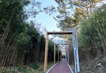 월송정 아래 숨겨진 일출 명소… 바다 보기 좋은 울진 [자박자박 소읍탐방]