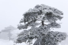 1100고지 설경... 백록담까지 환상의 눈꽃 산행 [박준규의 기차여행, 버스여행]