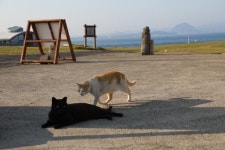 뿔쇠오리와 분리만이 해법? 마라도 고양이 놓고 깊어가는 고민