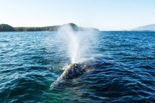 [딴 나라 꿈 여행] 서핑·고래·와인… ‘캐나다 체크인’에서 이효리가 반한 곳