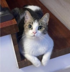 제주도, 식물 그리고 고양이. 인생에서 가장 마음에 드는 세 가지