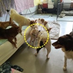 입양은 됐지만.. 유기견 장군이를 놓고 벌어진 씁쓸한 설전