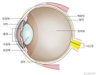 외상·바이러스·세균으로 각막 손상되면 실명 위험