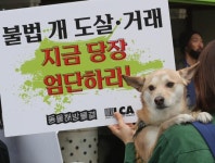 23일은 국제 강아지의 날... 개농장, 펫숍 개들도 기억해주세요