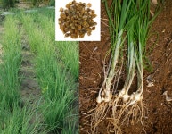 까도 까도 끝을 알 수 없는 묘한 식물, 산달래 [허태임의 초록목록]