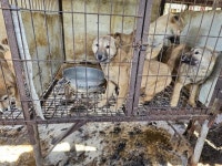 [단독] 천연기념물 진돗개 줄인다는데... 정부, 예비·탈락견 보호는 외면