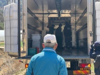 10년 넘게 세 발로 지낸 사육곰, 이제 행복할 수 있을까요 [유기동물 구조기]