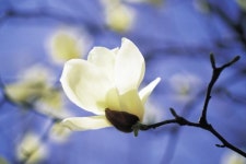 목련, 반전의 종결자 [삶과 문화]