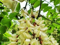 전국 최대 벌꿀 생산지 칠곡, 아까시나무가 상패로 변신