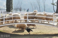 [이런 여행] 산양 면양 알파카에 양몰이 공연까지… 목장으로 소풍 갈까