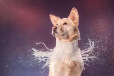 개농장 구출견을 사진에 담다... 프랑스 작가 소피 가먼드 사진전