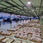 흑산도 홍어 밀어낸 군산 홍어... 덜 잡아야 다 산다