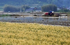 [왕태석의 빛으로 쓴 편지] 망종 코앞… ‘품앗이’ 사라진 농촌