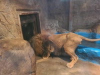 10년간 변한 게.. 갈비뼈 사자 구조로 끝나지 않을 동물원 이야기