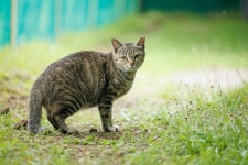 제주도로 쫓겨난 마라도 고양이 근황... 모두 입양 준비 완료