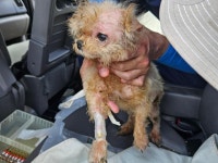 무허가 번식장 동물 사고파는 불법의 온상, “경매장, 폐쇄하라”