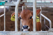 수해 입고 병든 농장동물도 가능한 한 치료하고 돌봐야죠 [동함직]