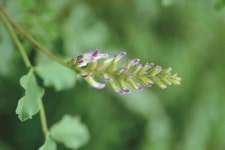 약방의 감초 세종대왕 때도 국산화 실패한 이유 [식약설명서]