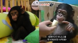 쇼 하는 동물원으로 팔려갈 뻔한 서울대공원 침팬지 남매 근황