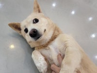 [가족] 내년 명절은 가족과 보내고 싶어요 사람에게 마음을 열어가는 믹스견