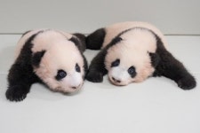 푸바오 쌍둥이 여동생들 이름 얻었다…루이바오·후이바오