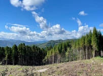 세계 격찬 한국녹화는 절반의 성공...숲 가꾸기로 완성을[녹화 50년, 숲의 변신]
