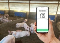 돼지농장 복지 점수는? 앱으로 농장 복지 자가진단 가능해졌다