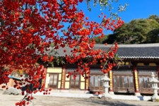 [느린 풍경] 철강도시에 숨겨진... 반짝이는 동백숲과 시를 품은 바다