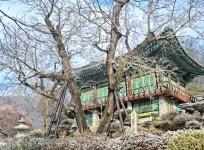 700년 역사 호두… 첫 재배지 천안에 호두공원 생긴다