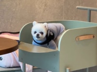 반려동물 동반 가능한 스타벅스 ‘구리갈매DT점’ 방문기
