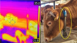 매출 1억 상승, 품질 최상급 평가... 스마트 축산 전환 효과 실감