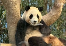 [단독] 아크릴 조각 무는 푸바오? 에버랜드, 판다월드 사육환경 개선한다