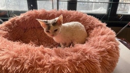 콧물 흘리고 깡마른 고양이, 위생상태도 엉망... 반려동물 카페 가보니