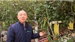 고소득 양액재배 기술 개발한 충남농업기술원