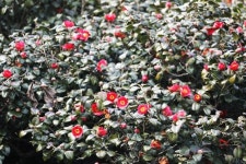 오동도 동백꽃 절정... 낭만 밤바다는 계절을 가리지 않는다 [박준규의 기차여행, 버스여행]