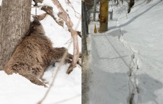 [단독] 화천·양구에서만 80%가 죽었다… 멸종위기종 산양이 보내는 SOS