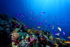 해양생물다양성 보전, 미래를 위한 약속 [기고]