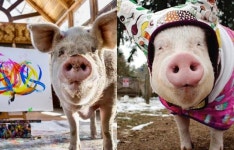 세상을 빛낸 두 셀럽 돼지의 죽음 [고은경의 반려배려]