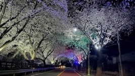 [클릭자치현장] 합천군, 합천 벚꽃음악회 29~30일 개최