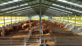 농민도, 소비자도, 지구도 살린다... 한우 사육 단축에 거는 미래