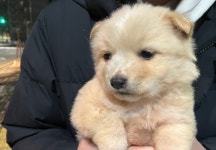 착한 동물만 노렸다... 개·고양이 11마리 죽인 입양 학대범, 구속 송치