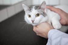 원인미상 고양이 신경·근육병증 사례 많아… 보호자들 주의해야