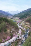[느린 풍경] 덕유산 자락 뒤늦은 ‘벚꽃 엔딩’… 꽃잎 지고 초록이 핀다